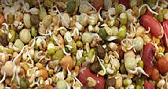 خواص گاودانه برای انسان ؛ تاثیر استفاده از گاو دانه برای لاغری شکم