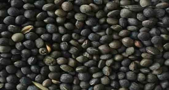 خواص گاودانه برای دام و کبوتر و چاقی و بدنسازی و ارزش غذایی گاودانه