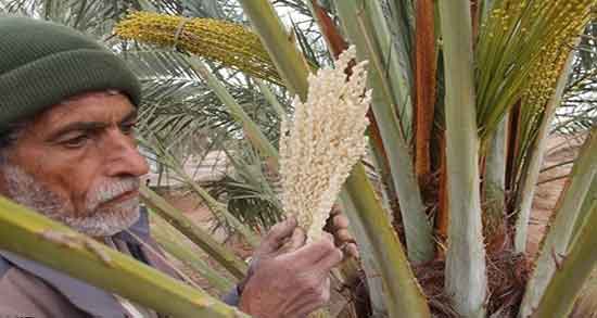 خواص گرده نخل برای اسپرم ؛ مصرف گرده نخل برای پسردار شدن
