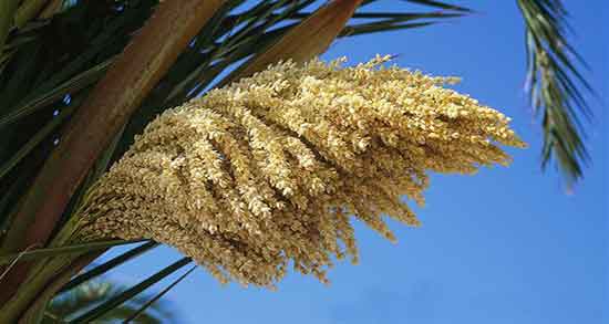 خواص گرده نخل برای تنبلی تخمدان ؛ خوردن گرده نخل برای تنبلی تخمدان