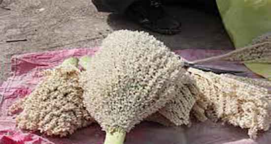 خواص گرده نخل برای زنان ؛ ایا استفاده از گرده نخل برای زنان حامله مفیده