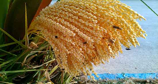 خواص گرده نخل برای مردان ؛ فواید گرده نخل برای اسپرم سازی اقایان
