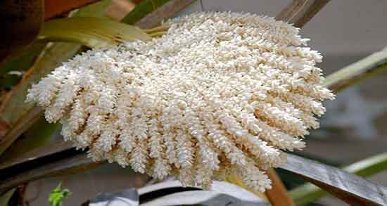 خواص گرده نخل برای پسردار شدن ؛ خوردن گرده نخل برای پسردار شدن زنان