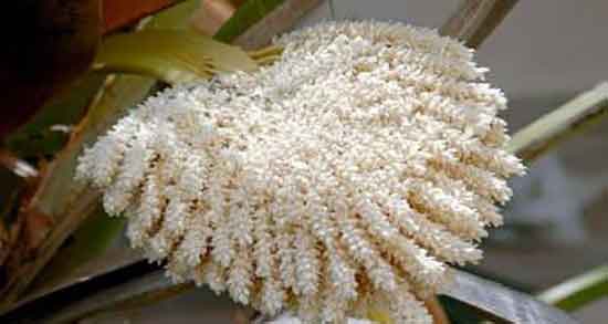 خواص گرده نخل خرما ؛ مصرف دارویی گرده نخل خرما برای نازایی زنان