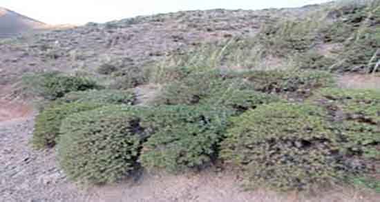 خواص گزانگبین برای تنبلی تخمدان ؛ فواید گزانگبین برای تنبلی تخمدان
