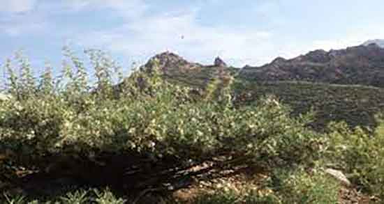 خواص گزانگبین برای قاعدگی ؛ فواید گزانگبین برای تسکین درد پریودی