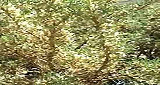 خواص گزانگبین برای نوزاد ؛ خاصیت مصرف گزانگبین برای کودکان چیه