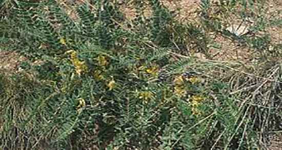 خواص گزانگبین برای کیست تخمدان ؛ ایا گزانگبین برای کیست تخمدان مفیده