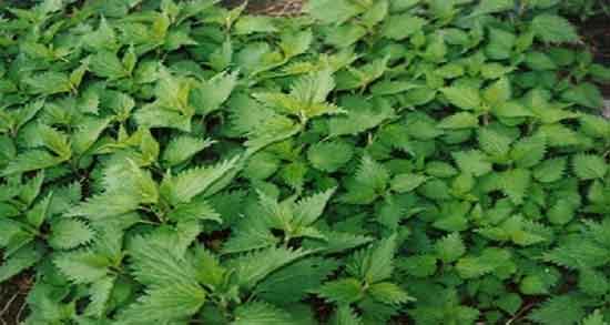 خواص گزنه و رزماری ؛ خواص دمنوش رزماری با گل محمدی برای یبوست