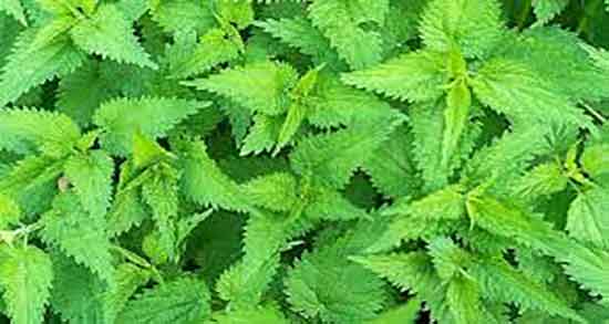 خواص گزنه و شنبلیله ؛ خاصیت مصرف دمنوش شنبلیله و گزنه و گشنیز