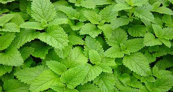 خواص گزنه و عسل ؛ فواید مصرف گزنه و عسل برای التهابات پوستی