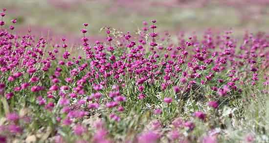خواص گل اروانه برای زنان و در طب سنتی چیست و قیمت هر کیلو گل اروانه