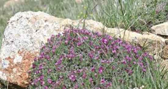 خواص گل اروانه در طب سنتی ؛ فواید مصرف گل اروانه از نظر طب سنتی