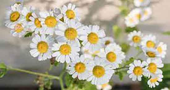 خواص گل بابونه برای رحم ؛ خاصیت خوردن گل بابونه برای عفونت رحم