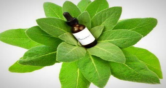خواص گل خرگوشک ؛ خاصیت مصرف گل ماهور یا خرگوشک برای فیبروم