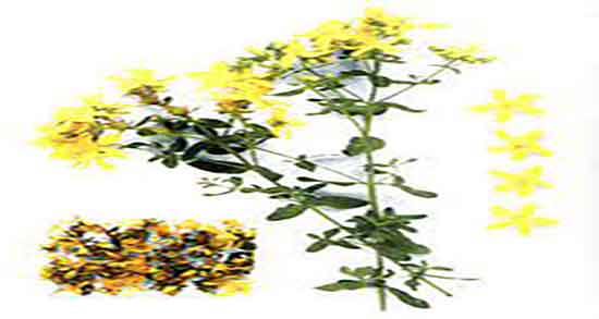 خواص گل راعی برای افسردگی ؛ درمان افسردگی با مصرف گل راعی