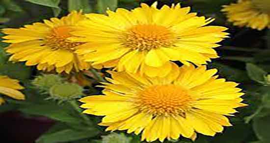 خواص گل زرد برای رحم ؛ فواید مصرف گل زرد برای خشک شدن عفونت رحم