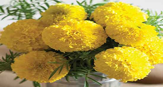 خواص گل زرد برای قاعدگی ؛ تسکین درد قاعدگی با دمنوش گل زرد