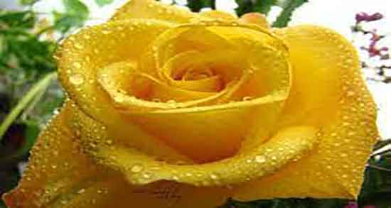 خواص گل زرد برای مو ؛ دستور تهیه ژل گل زرد برای تقویت ریشه موی سر