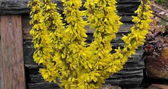 خواص گل زرد بومادران و فواید مصرف گل زرد بومادران برای بدن چیست خواص گل زرد بومادران ؛ فواید مصرف گل زرد بومادران برای بدن چیست