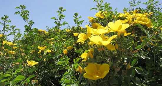 خواص گل زرد وحشی کوهی برای رحم و قاعدگی در طب سنتی