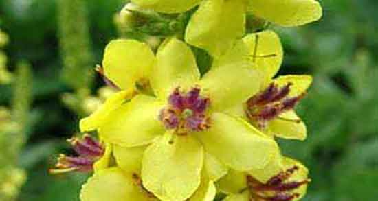 خواص گل ماهور برای مو ؛ فواید مصرف گل ماهور برای تقویت ریشه مو