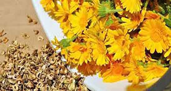 خواص گل همیشه بهار برای عفونت رحم ؛ گل همیشه بهار برای عفونت واژن