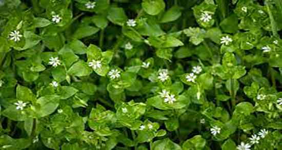 خواص گندمک و برنجک ؛ فواید مصرف گندمک و برنجک در دوران بارداری خواص گندمک و برنجک ؛ فواید مصرف گندمک و برنجک در دوران بارداری