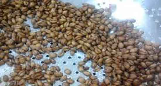خواص گندمک و برنجک در بارداری ؛ فواید مصرف گندمک و برنجک در حاملگی