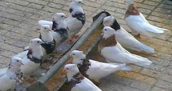خواص گوشت کبوتر برای سنگ کلیه ؛ خاصیت درمانی خوردن گوشت کبوتر برای دفع سنگ کلیه