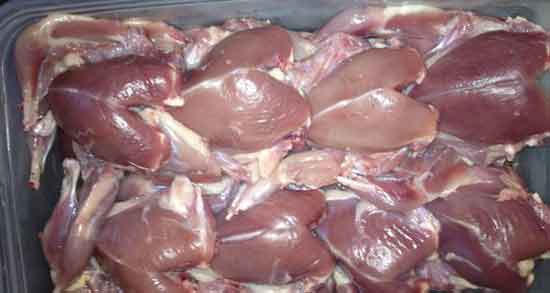 خواص گوشت کبوتر در بارداری ؛ فواید مصرف گوشت کبوتر برای حفط سلامت بارداری
