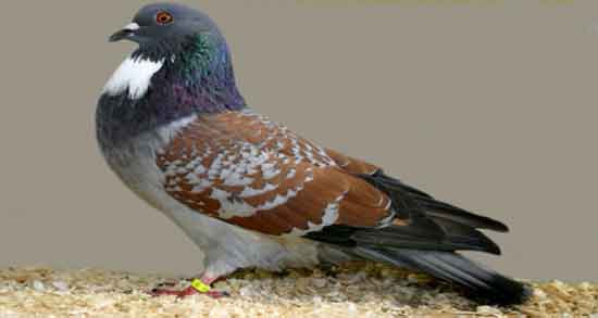 خواص گوشت کبوتر وحشی