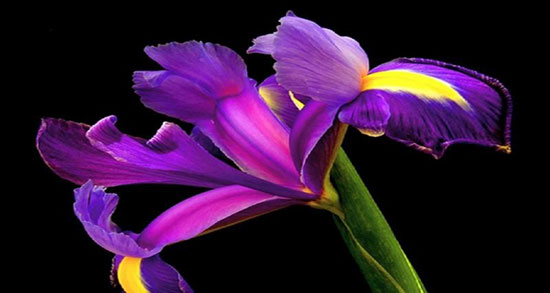 خواص گیاه زنبق برای پوست ؛ فواید مصرف گیاه زنبق برای پوست صورت خواص گیاه زنبق برای پوست ؛ فواید مصرف گیاه زنبق برای پوست صورت