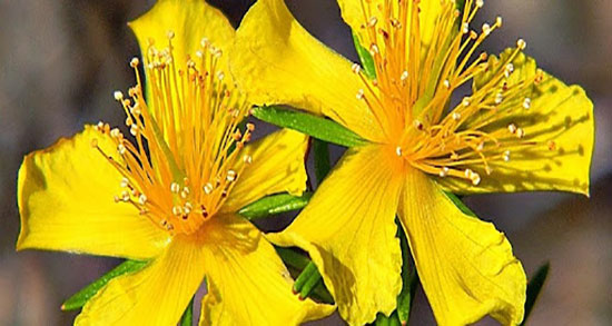 خواص گیاه علف چای ؛ فواید مصرف گیاه علف چای برای ضد افسردگی