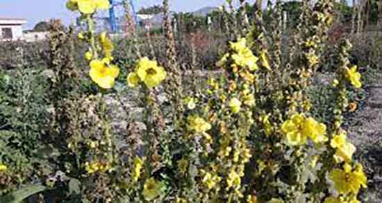 خواص گیاه گل ماهور یا خرگوشک ؛ فواید مصرف گیاه خرگوشک برای رحم