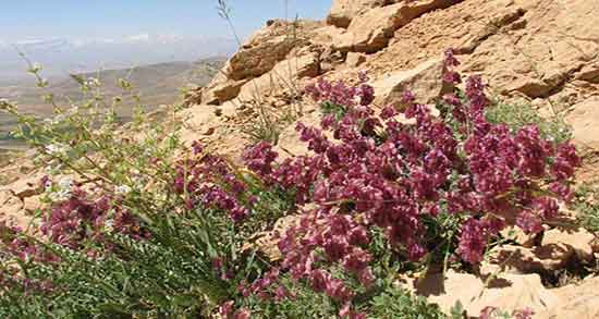 خواص گیاهی گل اروانه ؛ استفاده از دمنوش گل اروانه برای تقویت قلب