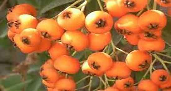 خوردن کیالک در دوران بارداری ؛ خاصیت مصرف کیالک برای ویار زنان باردار