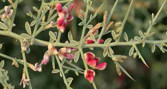 در مورد خواص خارشتر ؛ فواید مصرف خارشتر برای یبوست کودکان