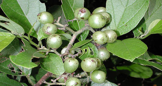 درخت سپستان ؛ ایا درخت سپستان در زمین های کشاورزی رشد میکند