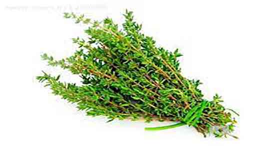 دمنوش آذربه و پونه ؛ ایا خوردن دمنوش اذربه و پونه برای لاغری مفید است