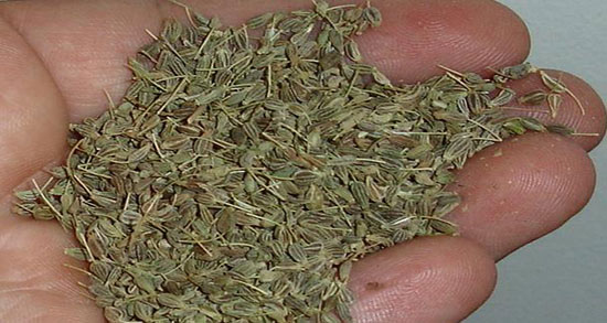 دمنوش انیسون برای لاغری ؛ خاصیت دمنوش انیسون برای چربی سوزی