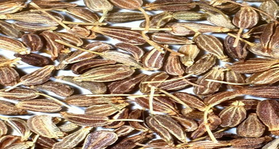 دمنوش انیسون و رازیانه ؛ خاصیت مصرف دمنوش انیسون و رازیانه چیست