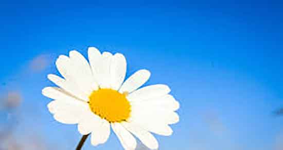 دمنوش بابونه برای میکروب معده ؛ فواید دمنوش بابونه برای میکروب معده