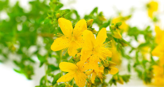 دمنوش علف چای ؛ استفاده روزانه دمنوش علف چای برای پوست صورت