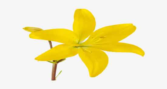 دمنوش گل زرد ؛ ایا استفاده روزانه دمنوش گل زرد برای عفونت ریه خوبه