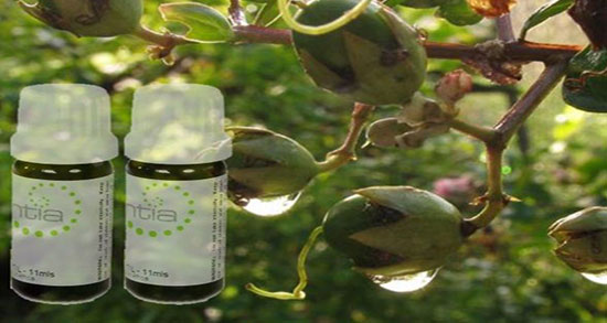روش استفاده از روغن مورد برای مو ؛ چگونه از روغن مورد استفاده کنم