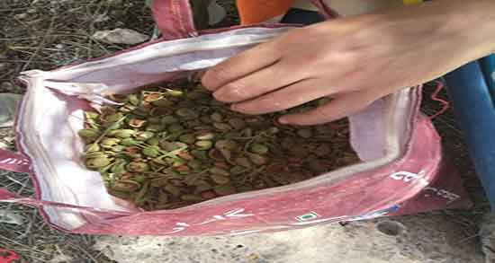 روغن الوک برای مو ؛ تقویت ریشه موی سر با مصرف روغن الوک تازه