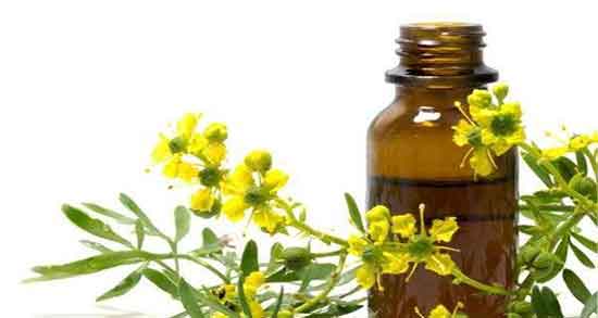روغن سداب برای سرگیجه ؛ فواید روغن گیاه سداب برای سرگیجه زنان باردار