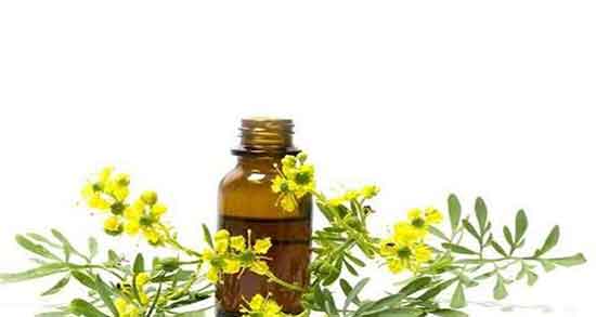 روغن سداب برای عفونت گوش ؛ خاصیت روغن سداب برای عفونت گوش