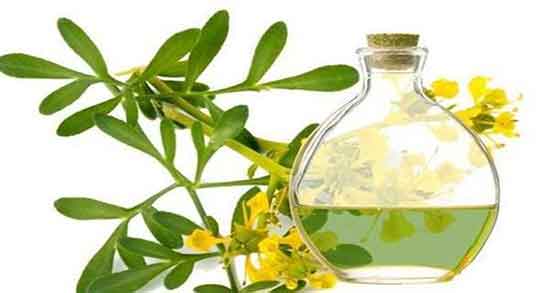 روغن سداب برای چی خوبه ؛ خاصیت روغن سداب برای گوش درد نوزاد